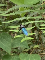 Microstylum oberthurii