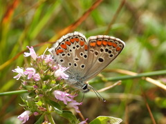 Aricia agestis