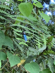 Microstylum oberthurii