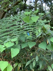 Microstylum oberthurii