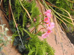 Begonia veitchii