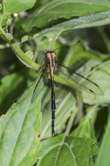 Acheron longus