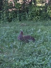 Sylvilagus floridanus