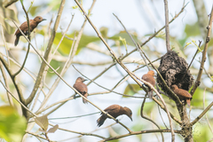 Micropternus brachyurus