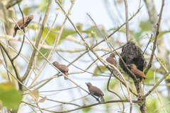 Micropternus brachyurus