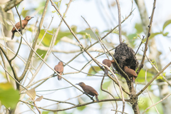 Micropternus brachyurus