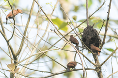 Micropternus brachyurus