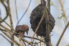 Micropternus brachyurus