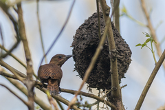 Micropternus brachyurus