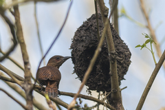Micropternus brachyurus