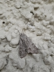 Acronicta psi
