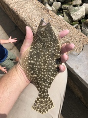 Paralichthys lethostigma