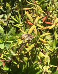 Epelis truncataria