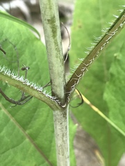 Helianthus occidentalis