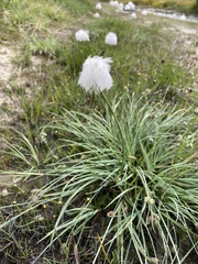 Eriophorum scheuchzeri