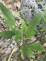 Helianthus occidentalis