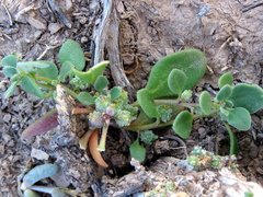 Tetragonia microptera