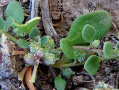 Tetragonia microptera