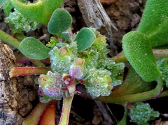 Tetragonia microptera