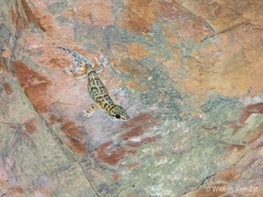 Afroedura hawequensis