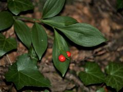 Ruscus hypoglossum