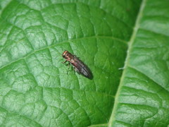 Agrilinae