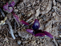 Tetragonia microptera