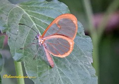 Pteronymia rufocincta