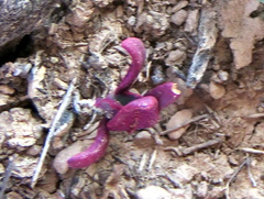 Tetragonia microptera