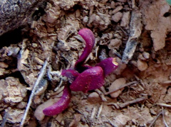 Tetragonia microptera