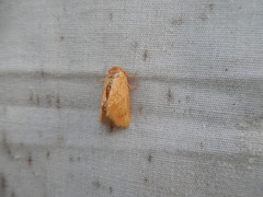 Tortricidia testacea