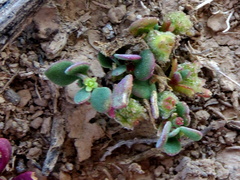 Tetragonia microptera