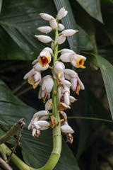 Alpinia galanga