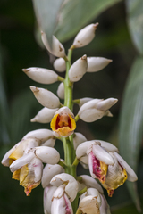 Alpinia galanga