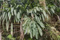 Alpinia galanga