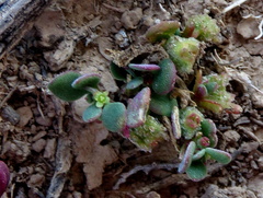 Tetragonia microptera