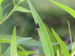 Chrysopilus basilaris