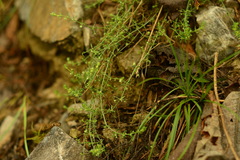 Galium aschenbornii