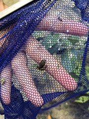 Ansonia albomaculata