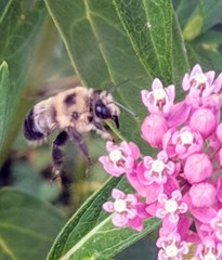 Anthophora bomboides bomboides