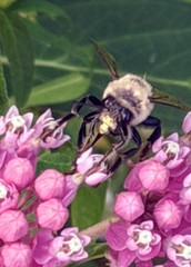 Anthophora bomboides bomboides