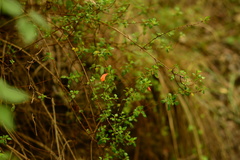 Clinopodium mexicanum