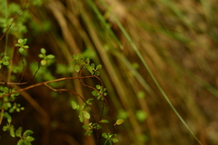 Clinopodium mexicanum