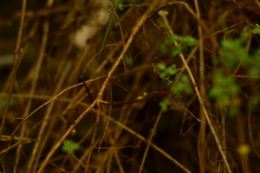 Clinopodium mexicanum