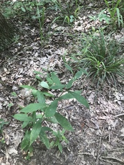 Doellingeria infirma