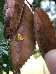 Xanthogaleruca luteola