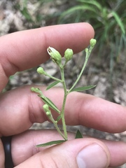 Doellingeria infirma