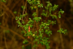 Clinopodium mexicanum