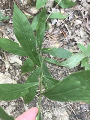 Doellingeria infirma