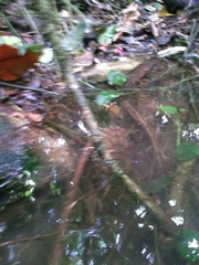 Hydromedusa maximiliani